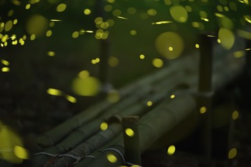 Fireflies are flying near the bamboo bench in the bamboo forest park. Japan