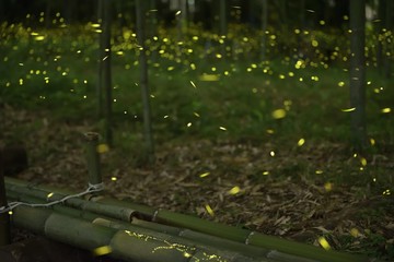 Fireflies are flying near the bamboo bench in the bamboo forest park. Japan