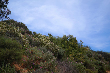 Paesaggio di primavera