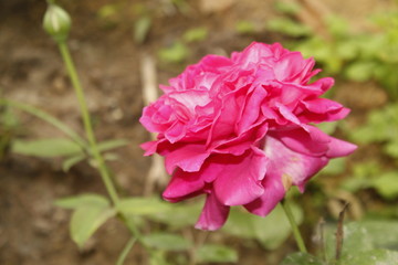 Gradient pink rose flower in garden