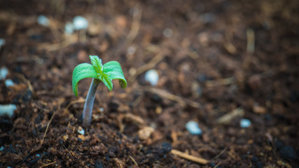 Sprout of marijuana plant growing indoor, close-up.