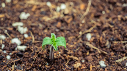Sprout of marijuana plant growing indoor, close-up.
