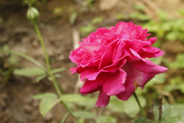 pink rose in garden