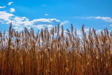 Fototapeta premium Phragmites near the lake