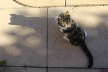 chaton regardant son ombre