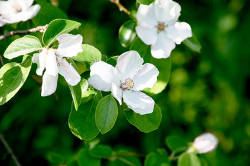 flowers of quince blooming in a spring garden, delicate pink flowers against the background of green foliage