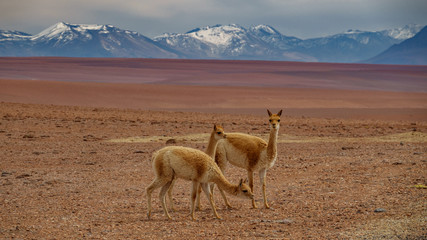 Three Vicugna vicugnas in Atacama high plateau with snow covered volcanoes