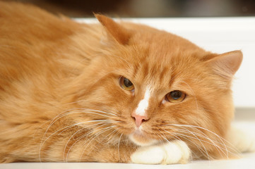 scared red fluffy cat lies