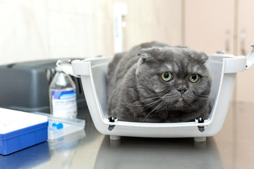 Angry fluffy gray cat awaits reception at the veterinarian in a veterinary clinic sitting in a pet carrier..Examination at the vet doctor