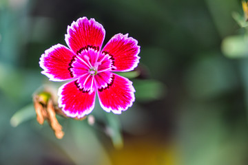 Wild flowers blossom in the park in summer
