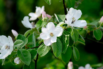 flowers of quince blooming in a spring garden, delicate pink flowers against the background of green foliage
