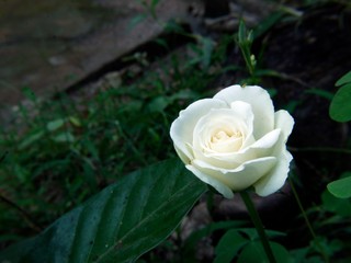 white rose on black background