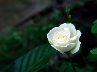 white rose on black background