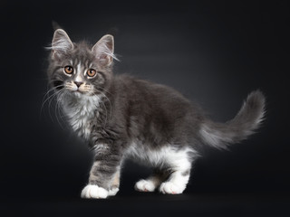 Plakat Adorable blue with white Maine Coon cat kitten, standing / walking side ways. Looking curious to camera with brown orange eyes. Isolated on black background.