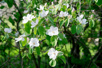 flowers of quince blooming in a spring garden, delicate pink flowers against the background of green foliage