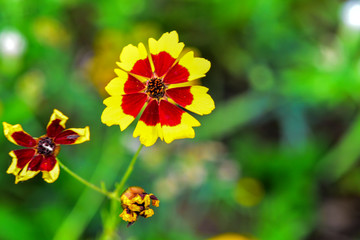 Wild flowers blossom in the park in summer