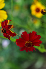 Wild flowers blossom in the park in summer