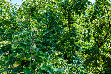 Unripe green apples on a branches of the apple tree