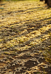 Sunlit aspen (populus tremula) male catkins on the ground