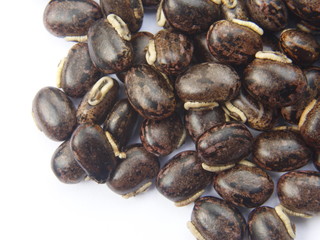 The seeds of Mucuna pruriens