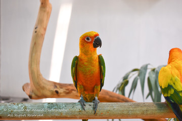 parrot on a branch