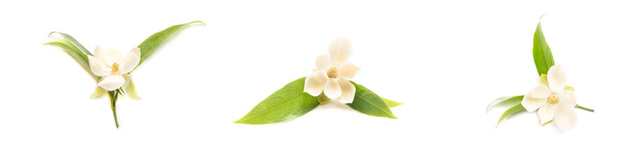 A magnolia flower on isolated background. © suwanb