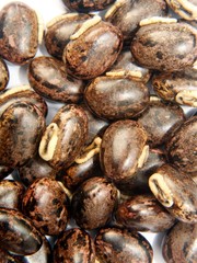 Mucuna pruriens seeds background.Also known as cowage, cowitch, lacuna bean, and Lyon bean