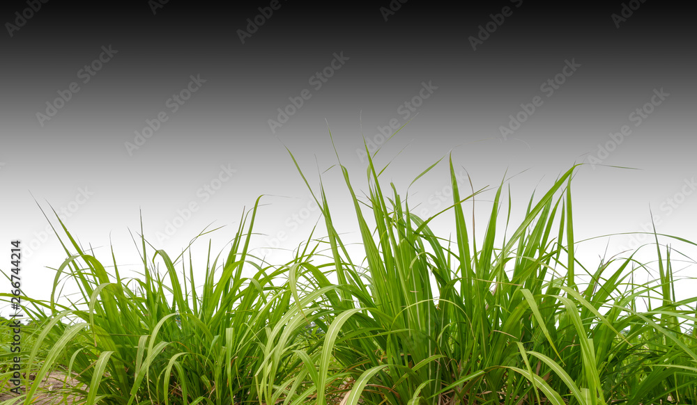 Poster sugar cane field with clipping path, sugar leaves on white background with clipping path