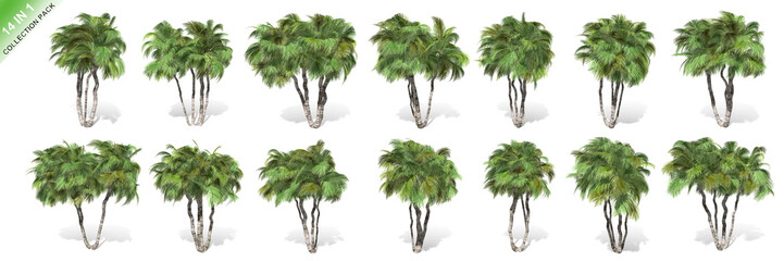 3D rendering - 14 in 1 collection of tall coconut trees isolated over a white background use for natural poster or wallpaper design, 3D illustration Design.