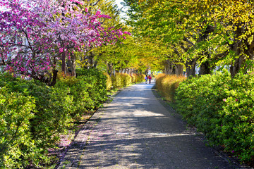 Fototapeta na wymiar 遊歩道に咲く八重桜と子供たち