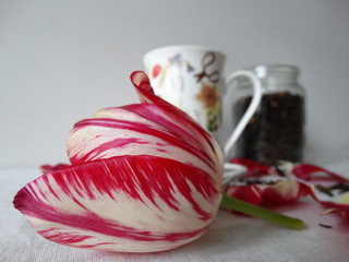 tulipan 1