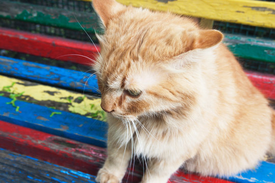 Ginder cat. Candid.