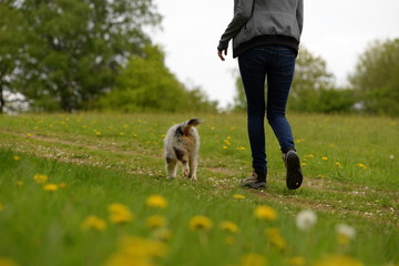 Naklejka na ściany i meble Frühlingsspaziergang mit Hund