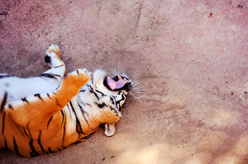 Beautiful amur tiger portrait. Dangerous animal