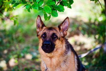 german shepherd dog on green grass
