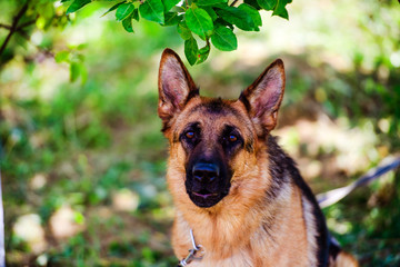 german shepherd dog on green grass