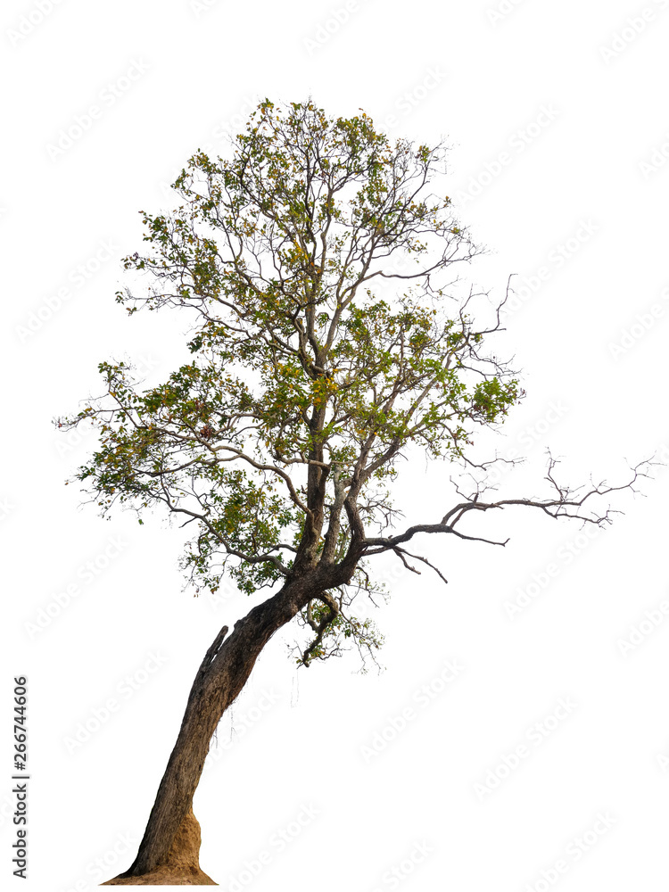 Poster single tree with clipping path