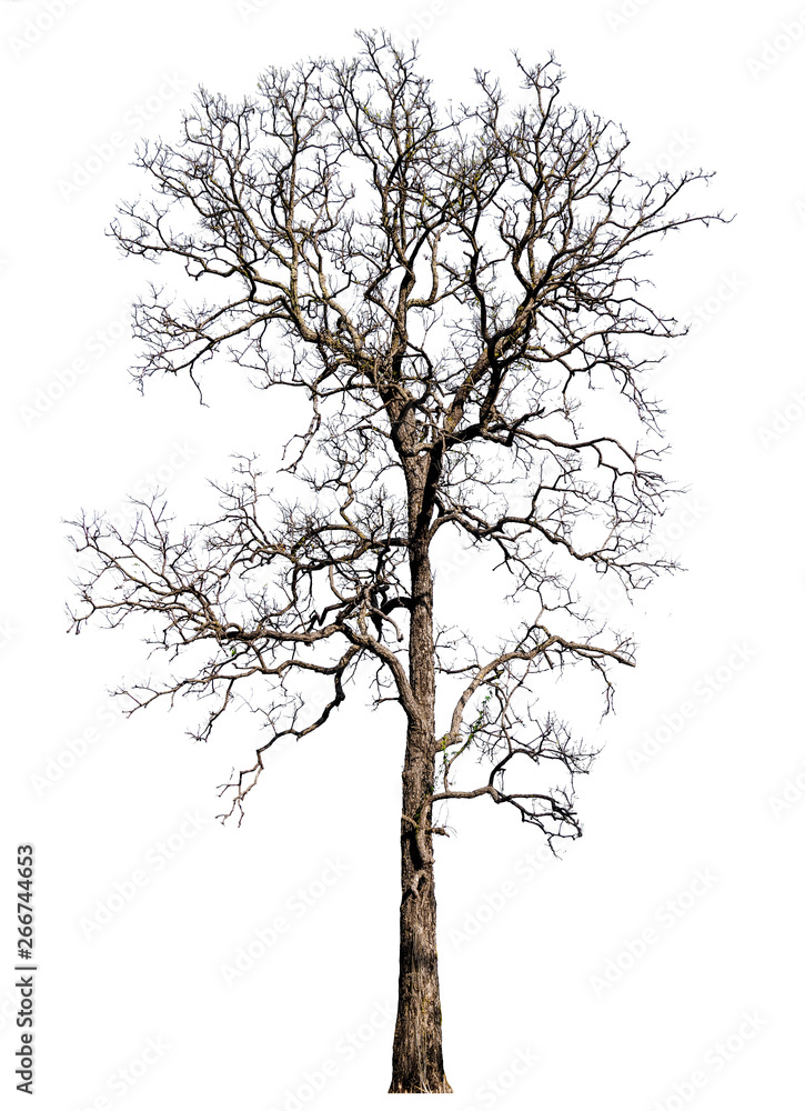 Poster isolated tree without leaf on white background with clipping path in picture
