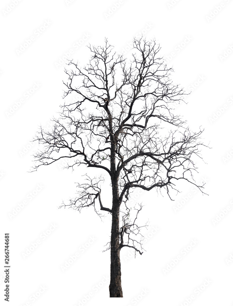 Poster isolated tree without leaf on white background with clipping path in picture