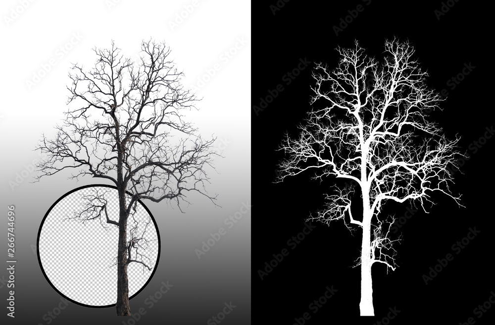 Poster tree without leaves on grey background with clipping path and alpha channel