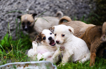 Naklejka na ściany i meble puppies playing on green grass