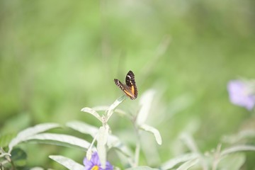 Mariposa