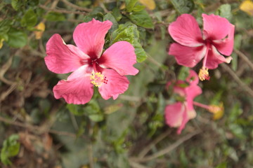 Obraz premium pink flowers in the garden