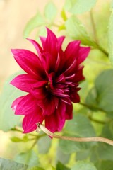 pink dahlia flower in garden