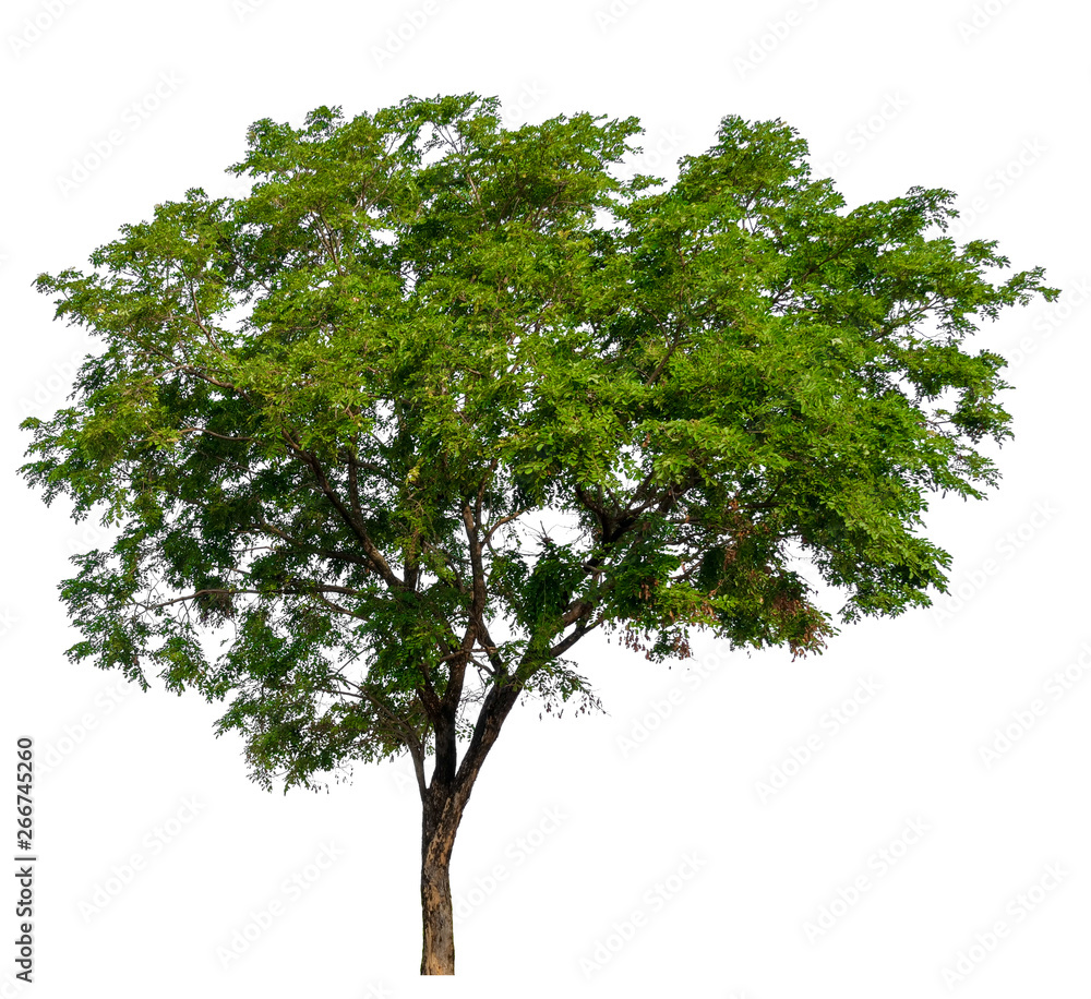 Poster single tree with clipping path
