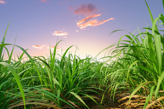 Sugar Cane Leaves At Sunset Or Sunrise Time 