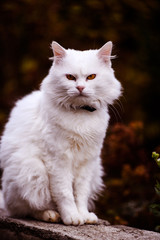 Naklejka na ściany i meble Cute and fluffy white cat, very playful, with yellow eyes
