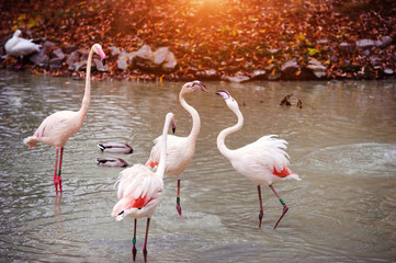 Beautiful Flamingo in the lake