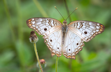 A White Peacock butterfly sits on a blade of grass.