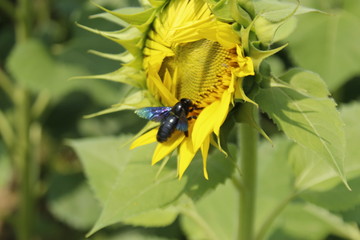 carpenter bee on flower